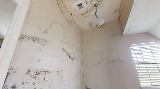 Best Attic Mold Removal  in Wauchula, FL