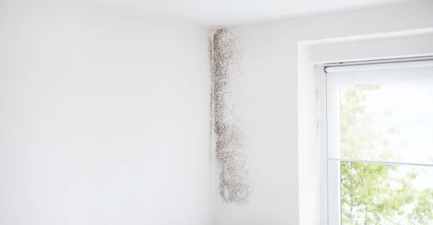  Wauchula, FL Mold Removal Pros