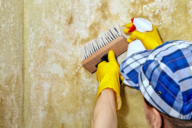 Best Mold Removal for HVAC Installations  in Wauchula, FL