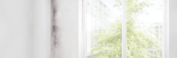 Best Air Quality Testing for Mold Spores  in Wauchula, FL