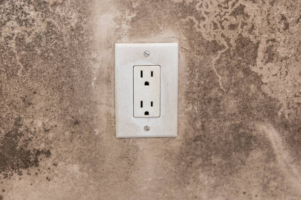 Best Post-Construction Mold Inspection  in Wauchula, FL