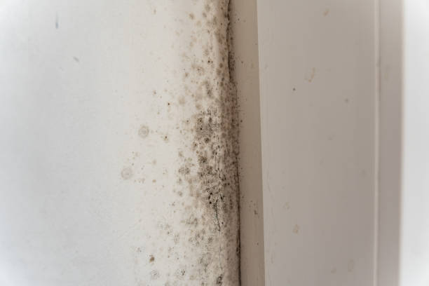 Best Post-Construction Mold Inspection  in Wauchula, FL