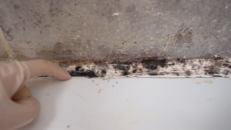 Mold Documentation for Insurance Claims in Wauchula, FL